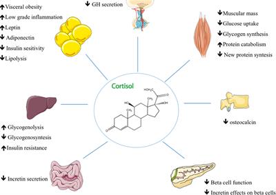 Diabetes Mellitus Secondary to Cushing’s Disease